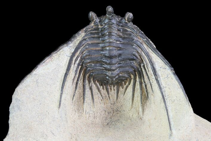 Kettneraspis Prescheri Trilobite - Long Occipital Spine #74706